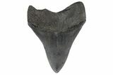 Fossil Megalodon Tooth - South Carolina #187759-1